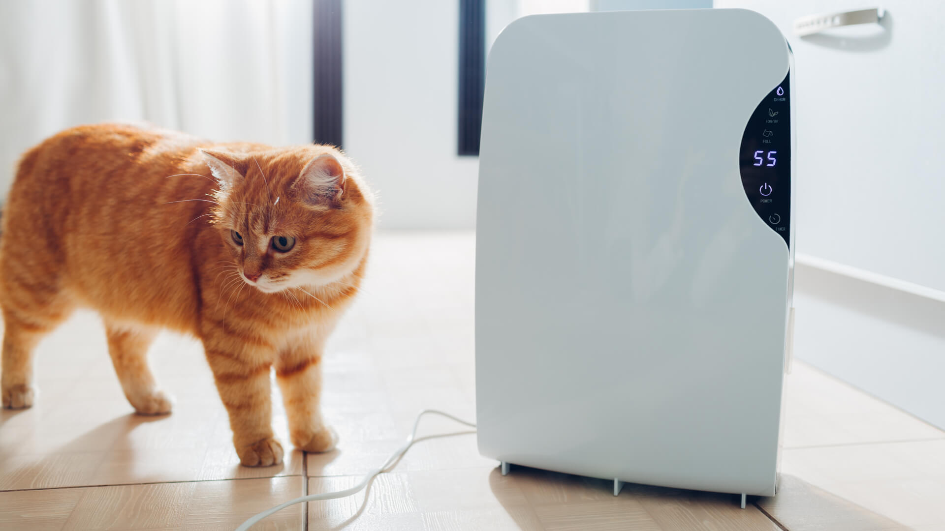 Best Air Purifiers for Pets 2022 HowtoHome